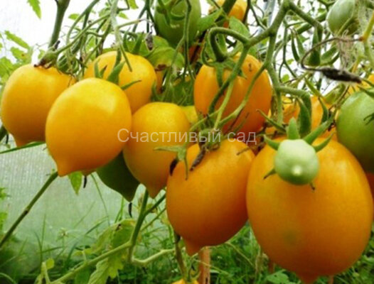 Чудо света Чудо света