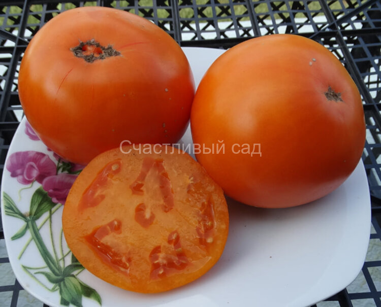 Orange Pride Dwarf (Гном Оранжевая Гордость) Orange Pride Dwarf (Гном Оранжевая Гордость)
