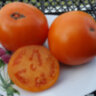 Orange Pride Dwarf (Гном Оранжевая Гордость) Orange Pride Dwarf (Гном Оранжевая Гордость)