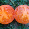 Orange Pride Dwarf (Гном Оранжевая Гордость) Orange Pride Dwarf (Гном Оранжевая Гордость)
