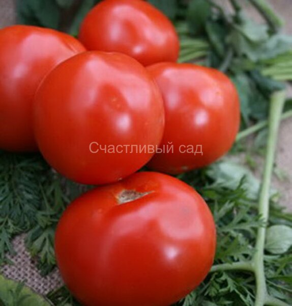 Сибирячок Сибирячок