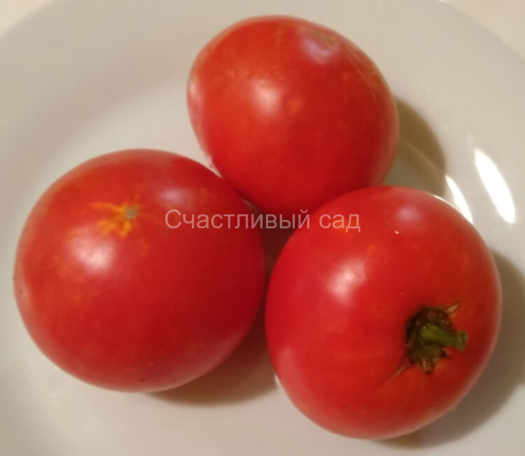 Томат староверов Томат староверов