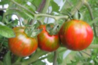 Val’s Black Striped (Вэл черный полосатый)