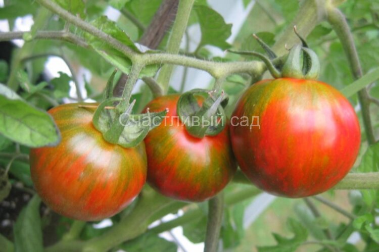 Val’s Black Striped (Вэл черный полосатый) Val’s Black Striped (Вэл черный полосатый)