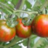 Val’s Black Striped (Вэл черный полосатый) Val’s Black Striped (Вэл черный полосатый)