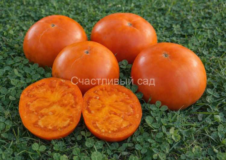 Туапсинский апельсин Туапсинский апельсин