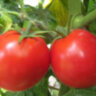 Clare Valley Red (Гном Красная Долина Клэр) Clare Valley Red (Гном Красная Долина Клэр)