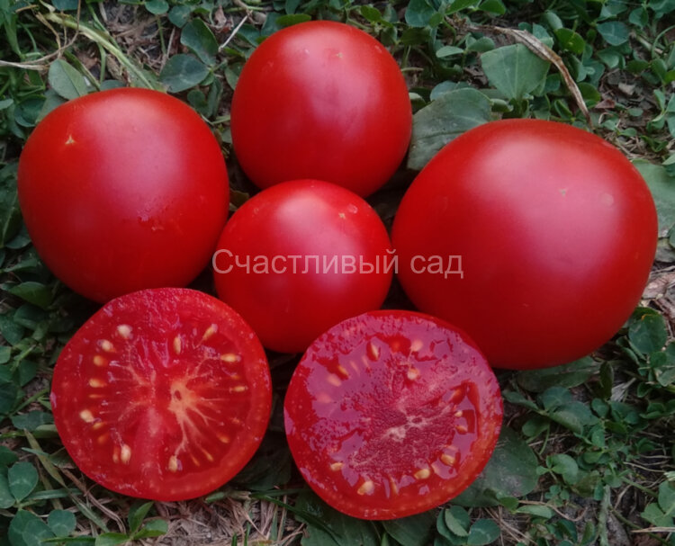 Clare Valley Red (Гном Красная Долина Клэр) Clare Valley Red (Гном Красная Долина Клэр)