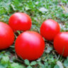 Clare Valley Red (Гном Красная Долина Клэр) Clare Valley Red (Гном Красная Долина Клэр)
