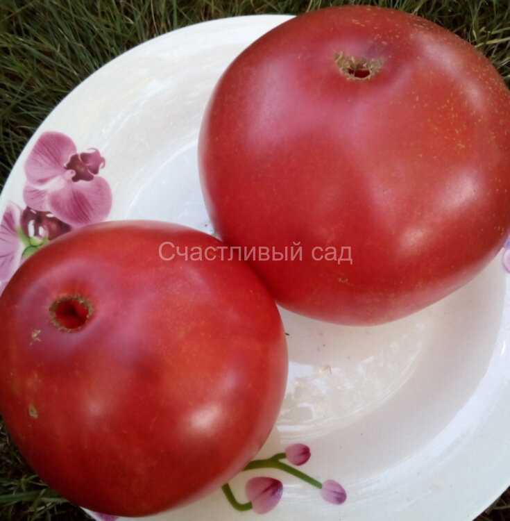Иранское чудо Иранское чудо