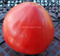 Сахарный гигант