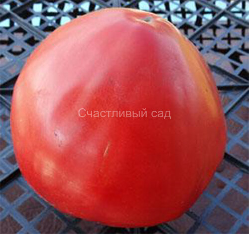 Сахарный гигант Сахарный гигант