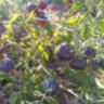 Ananas blue (Синий ананас) Ananas blue (Синий ананас)