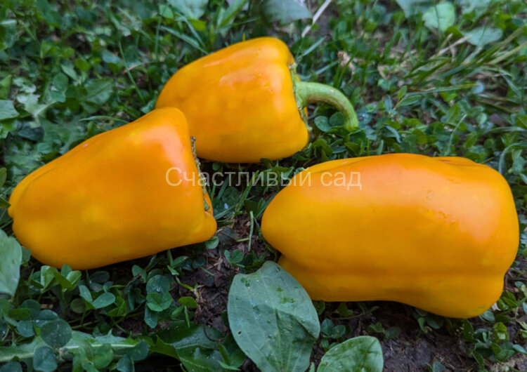 Перец Афродита Перец Афродита