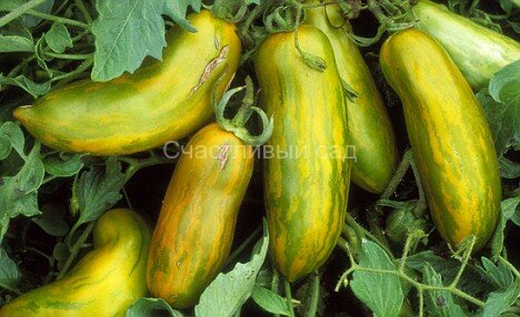 зеленая колбаса1.jpg . Зеленая колбаса (Green Sausage)