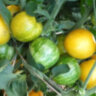 Butter Apple (Масляное яблоко) Butter Apple (Масляное яблоко)