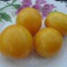 Butter Apple (Масляное яблоко) Butter Apple (Масляное яблоко)