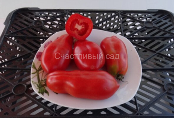 Итальянский квадратный Итальянский квадратный