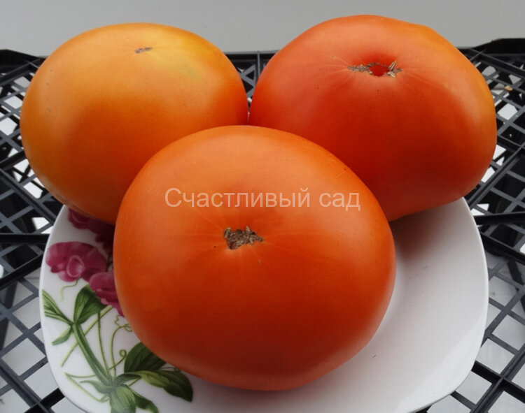 Оранжевый гигант Дмитриева Оранжевый гигант Дмитриева