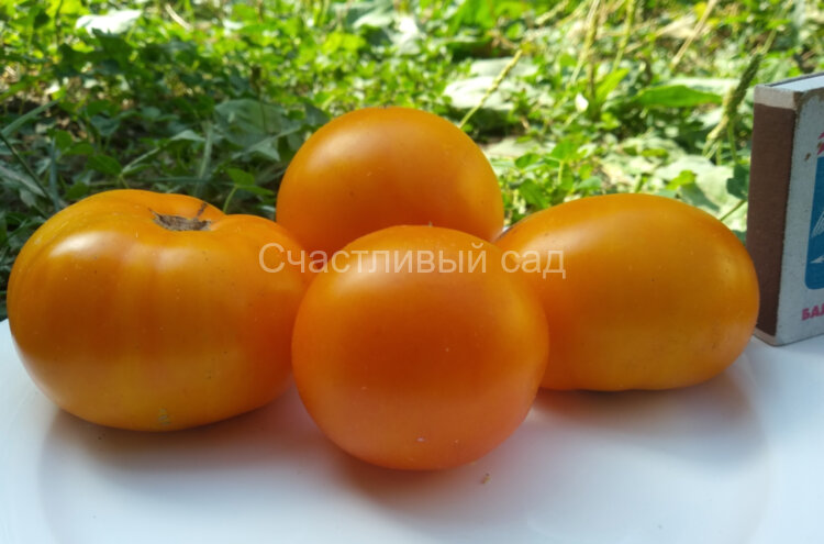 Sean’s Yellow Dwarf (Желтый Гном Шона) Sean’s Yellow Dwarf (Желтый Гном Шона)