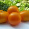 Sean’s Yellow Dwarf (Желтый Гном Шона) Sean’s Yellow Dwarf (Желтый Гном Шона)