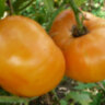 Amana orange (Амана оранж)