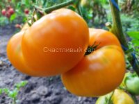 Amana orange (Амана оранж)