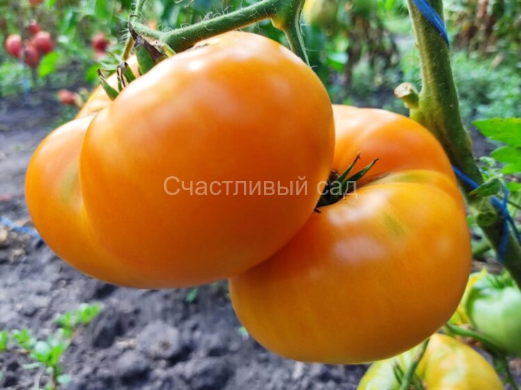 Amana orange (Амана оранж)