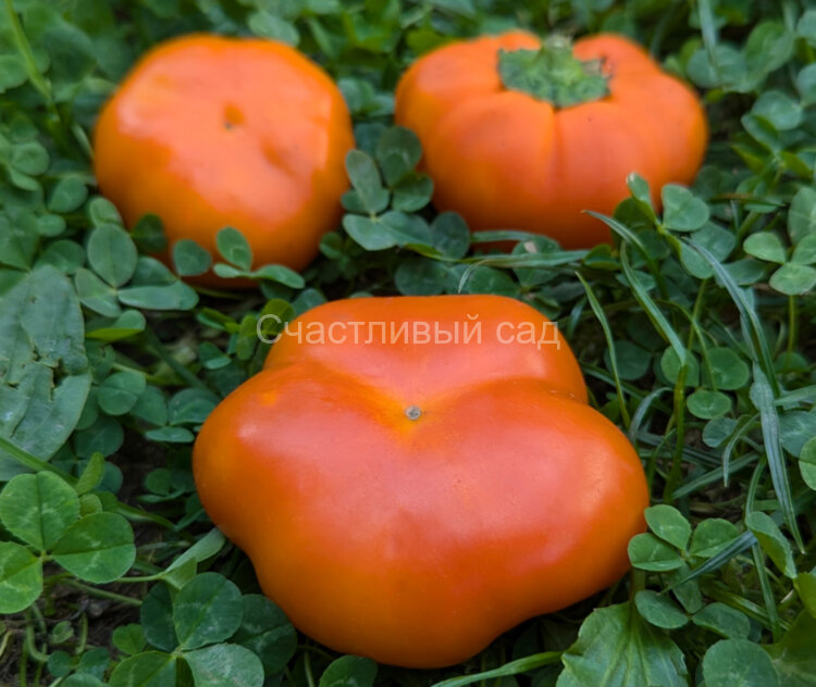 Перец Ратунда оранжевая Перец Ратунда оранжевая
