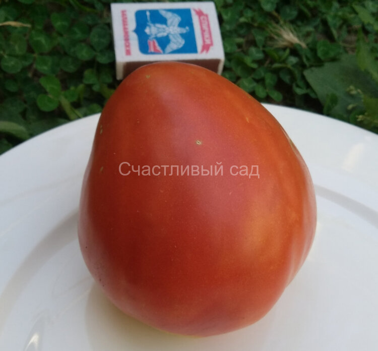 Anna Maria's Heart (Сердце Анны Марии) Anna Maria's Heart (Сердце Анны Марии)