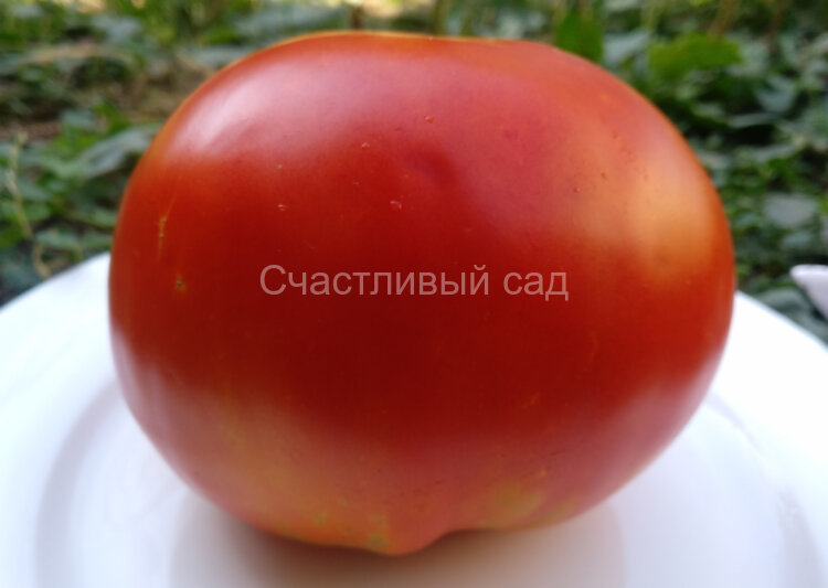 Brutus (Брутус) Brutus (Брутус)