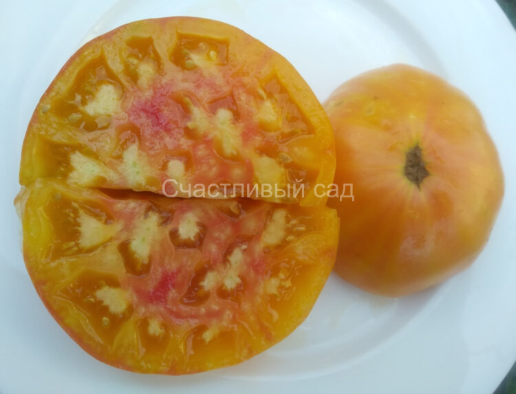Big Orange Bicolor (Большой Оранжевый Двухцветный) Big Orange Bicolor (Большой Оранжевый Двухцветный)