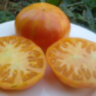 Big Orange Bicolor (Большой Оранжевый Двухцветный) Big Orange Bicolor (Большой Оранжевый Двухцветный)