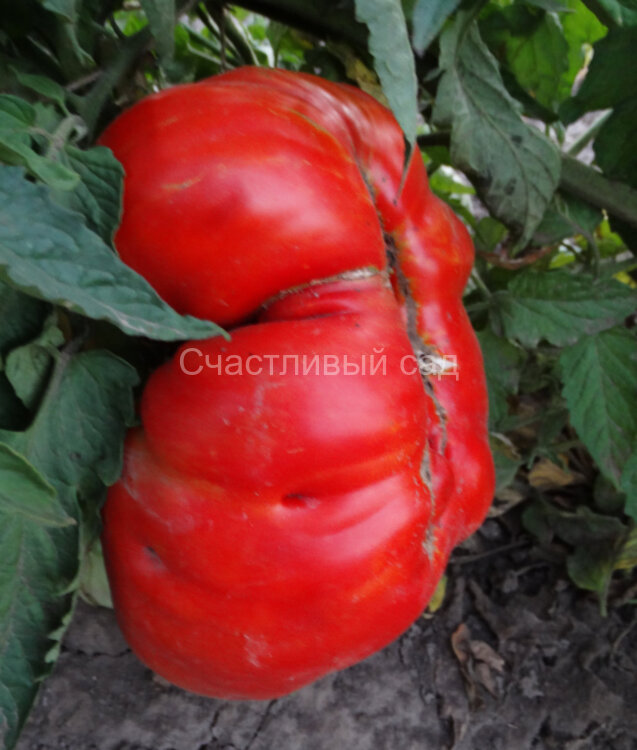 Burgess (Colossal Red Improved) Бюргер (Колоссальный Улучшенный Красный) Burgess (Colossal Red Improved) Бюргер (Колоссальный Улучшенный Красный)