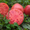 Ukrainian Vining (Украинская лиана)