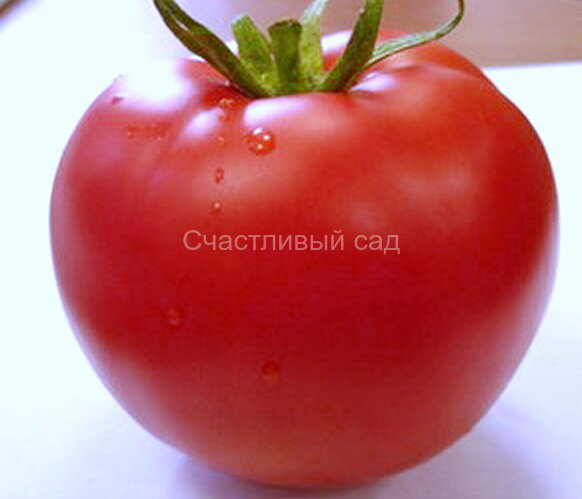 Зинуля 