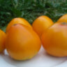 Золотой король Золотой король