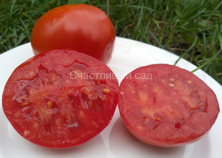 Астраханский низкий Астраханский низкий