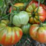 Belmonte (Бельмонте) Belmonte (Бельмонте)