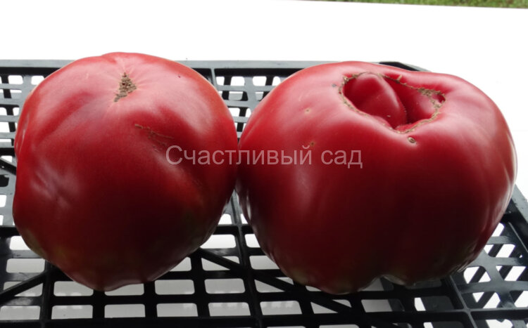 Belmonte (Бельмонте) Belmonte (Бельмонте)