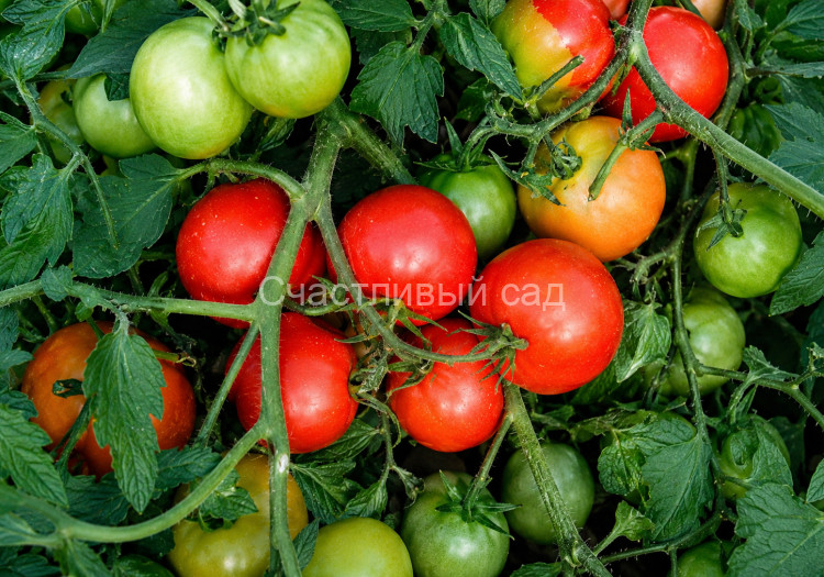 Шамиль