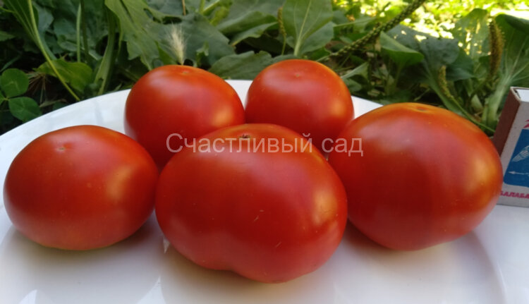 Cuarentena (Карантин) Cuarentena (Карантин)