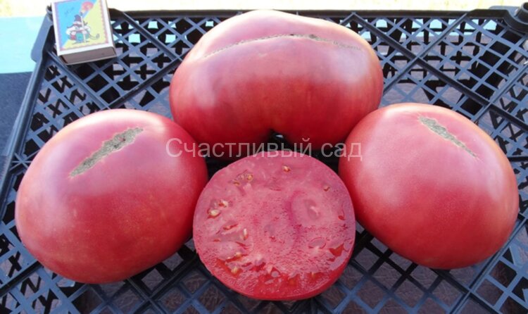 Valena Pink (Розовый Валена) Valena Pink (Розовый Валена)