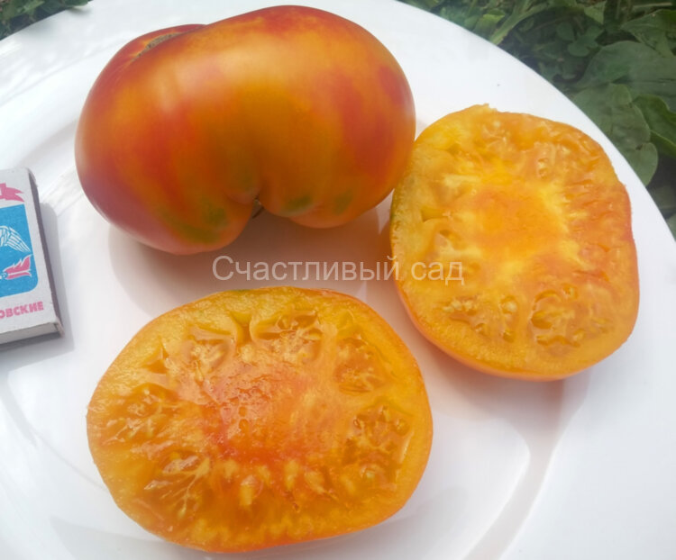 Striped Dwarf Typ A (Полосатый гном тип А) Striped Dwarf Typ A (Полосатый гном тип А)