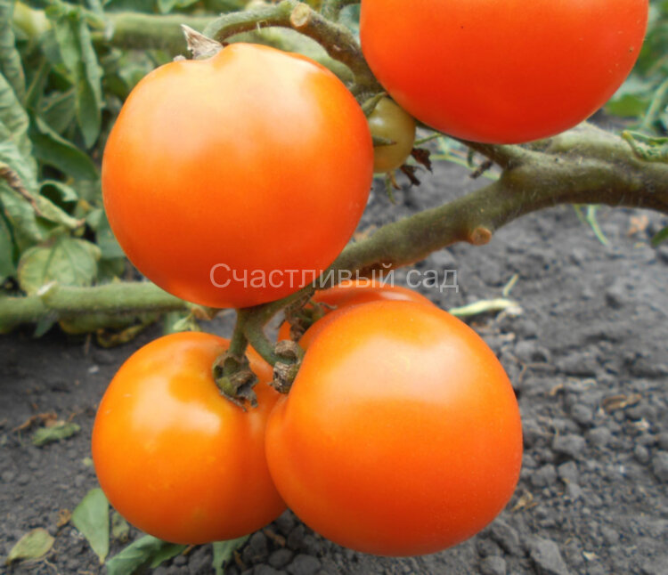 Orange Tree (Оранжевое Дерево) Orange Tree (Оранжевое Дерево)