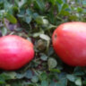 Dwarf Electric Pink (Гном Электрик Пинк) Dwarf Electric Pink (Гном Электрик Пинк)