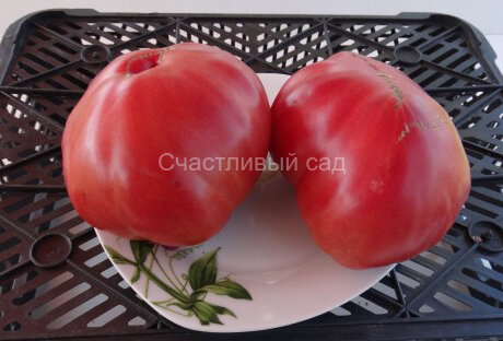 Wedekind Heirloom Pink (Розовая реликвия Ведекинда) Wedekind Heirloom Pink (Розовая реликвия Ведекинда)