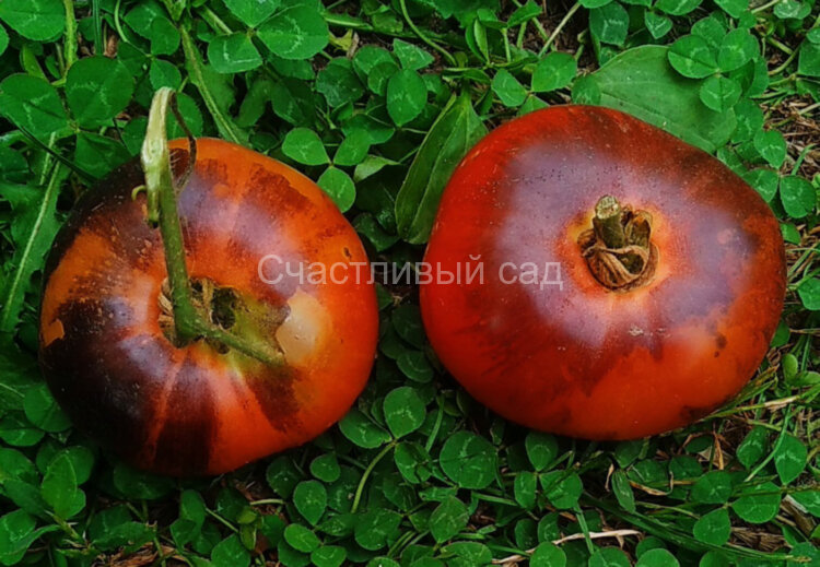 Pink Siberian Tiger (Розовый сибирский тигр) Pink Siberian Tiger (Розовый сибирский тигр)