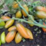 Dwarf Laura’s Bounty (Гном Щедрость Лауры) Dwarf Laura’s Bounty (Гном Щедрость Лауры)