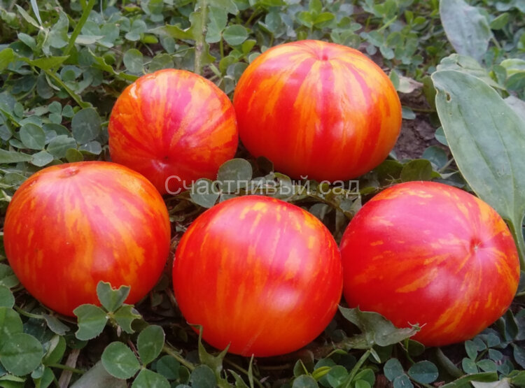 Delta Diver red (Дельта Дивер красный) Delta Diver red (Дельта Дивер красный)